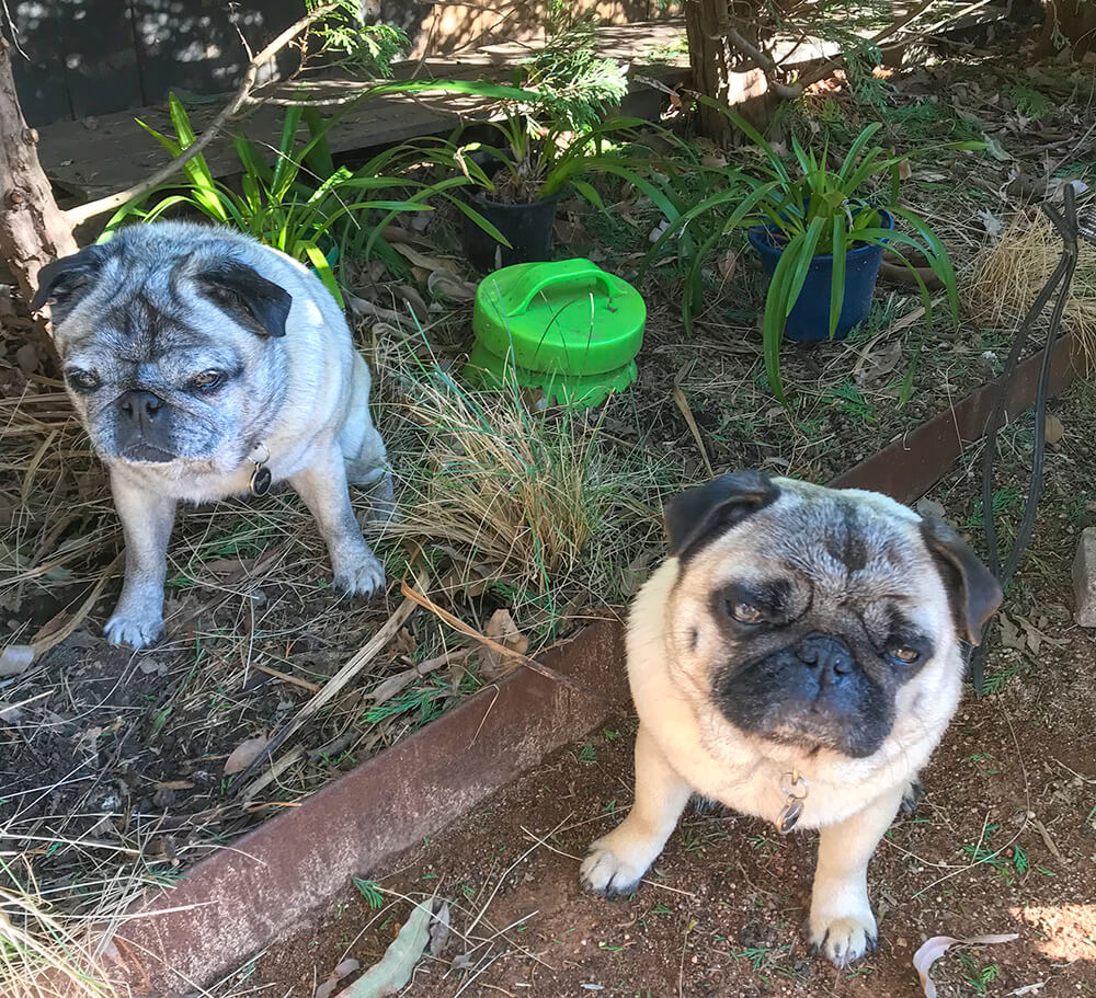 Pugs-cropped-resized