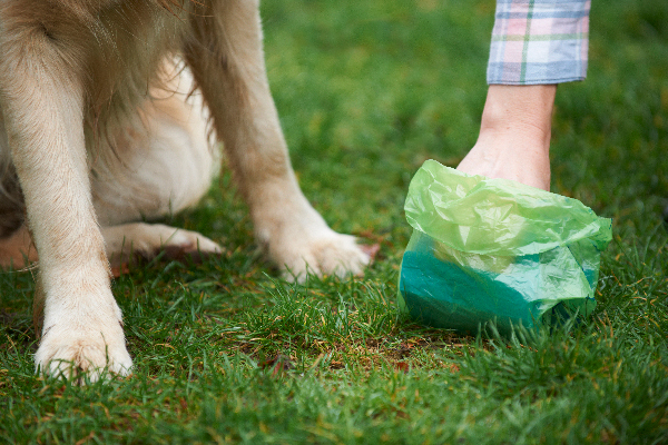 Dog-poop-getting-picked-up-by-human