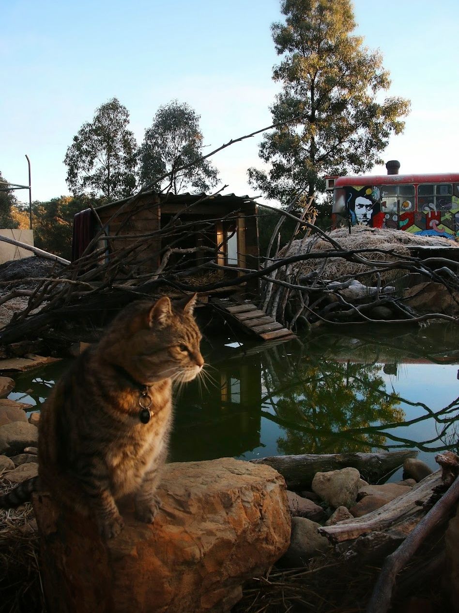 Lulu the Cat watching sunrise from her winter pond station