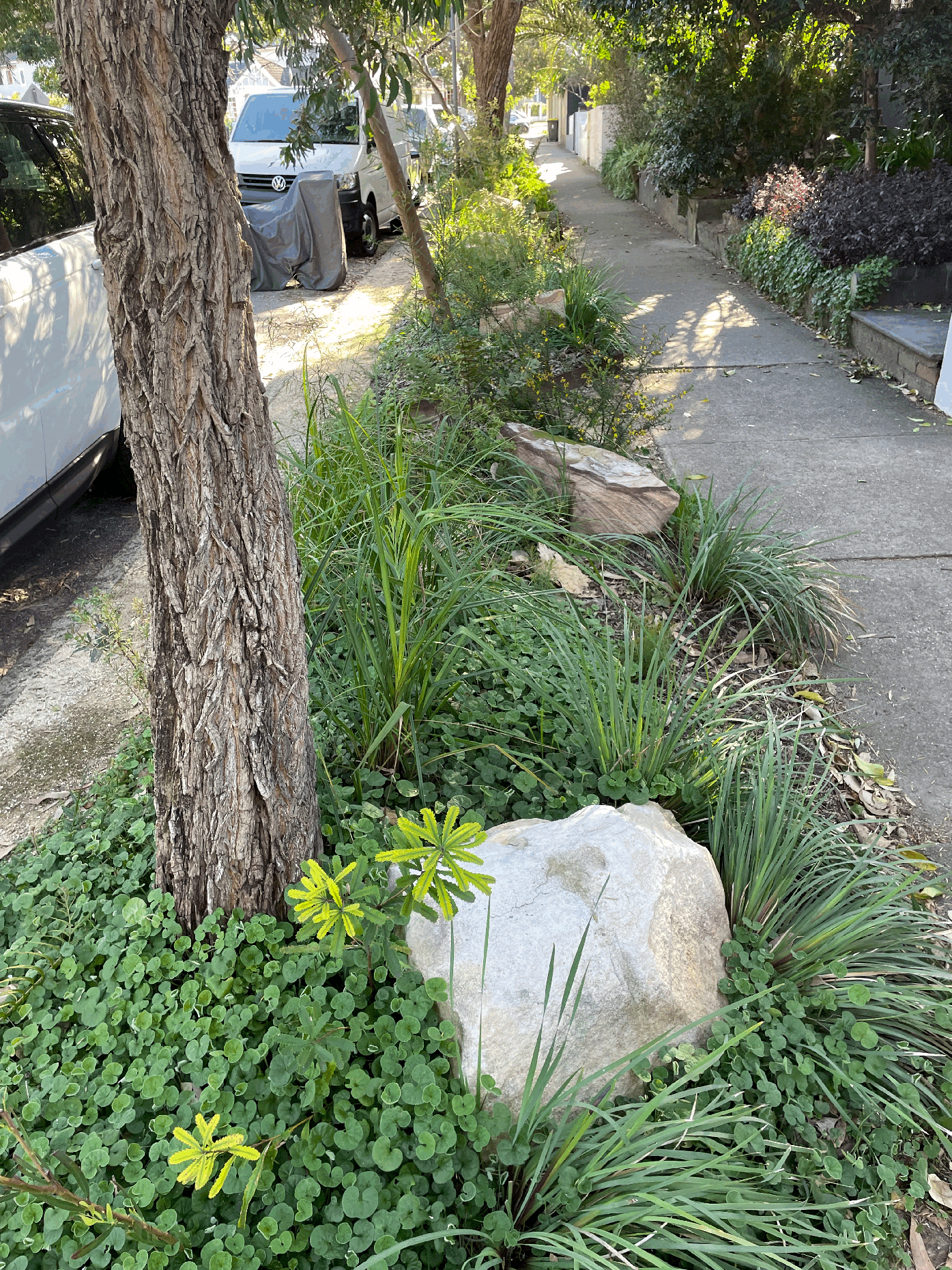 Residents on this Sydney street worked together to create this native verge - Theodore Smith