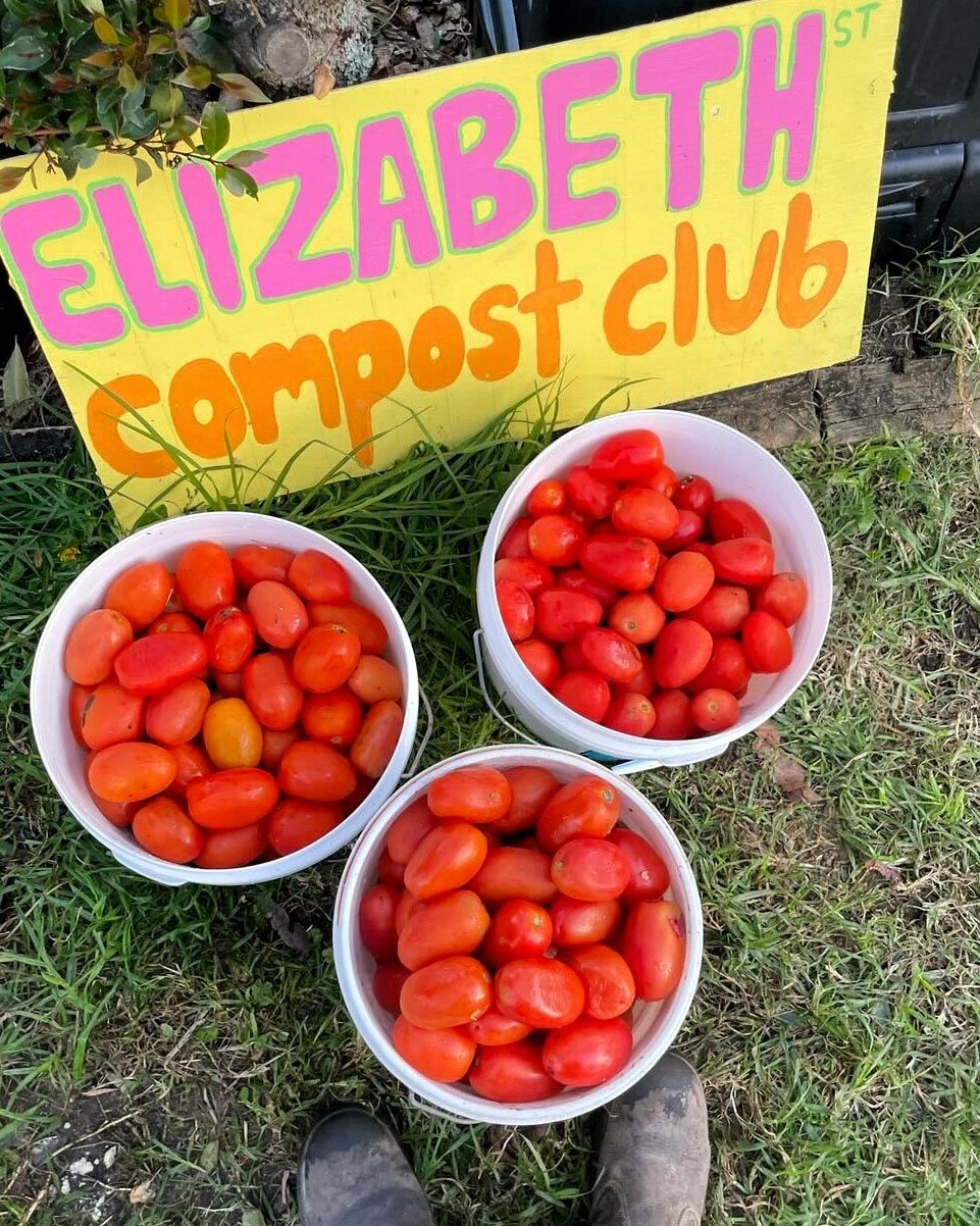 Buckets of locally grown tomatoes - Alex King, Elizabeth St. Compost Club