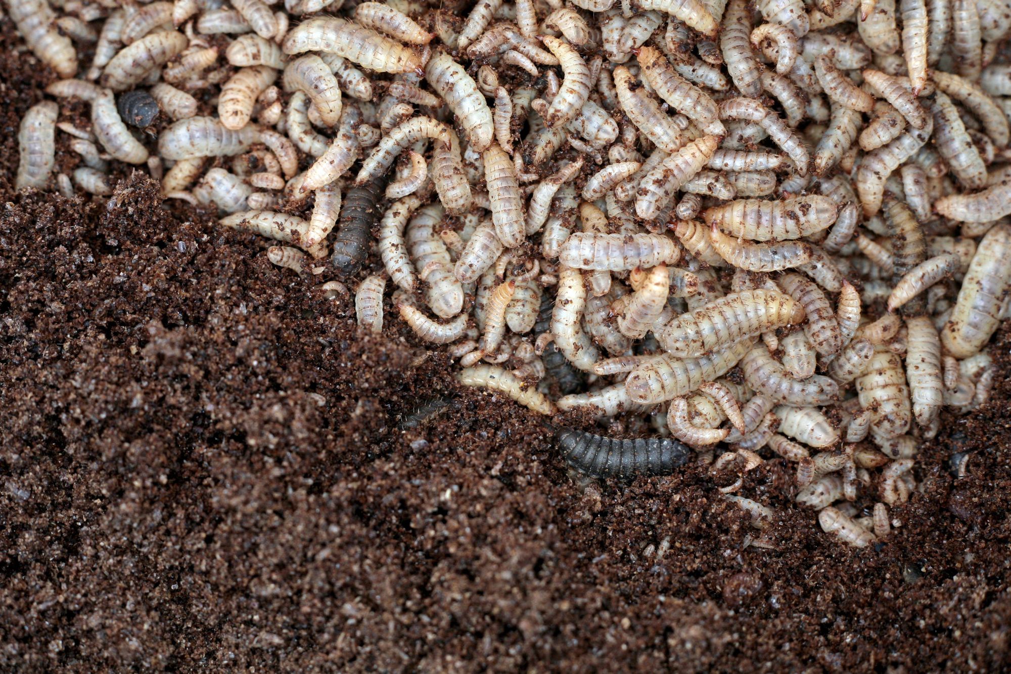 Build a Black Soldier Fly Larvae Farm | Community Chickens