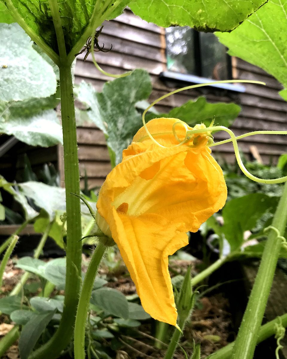 This zucchini flower is ripe for the picking! - Isabella Pignatti-Morano