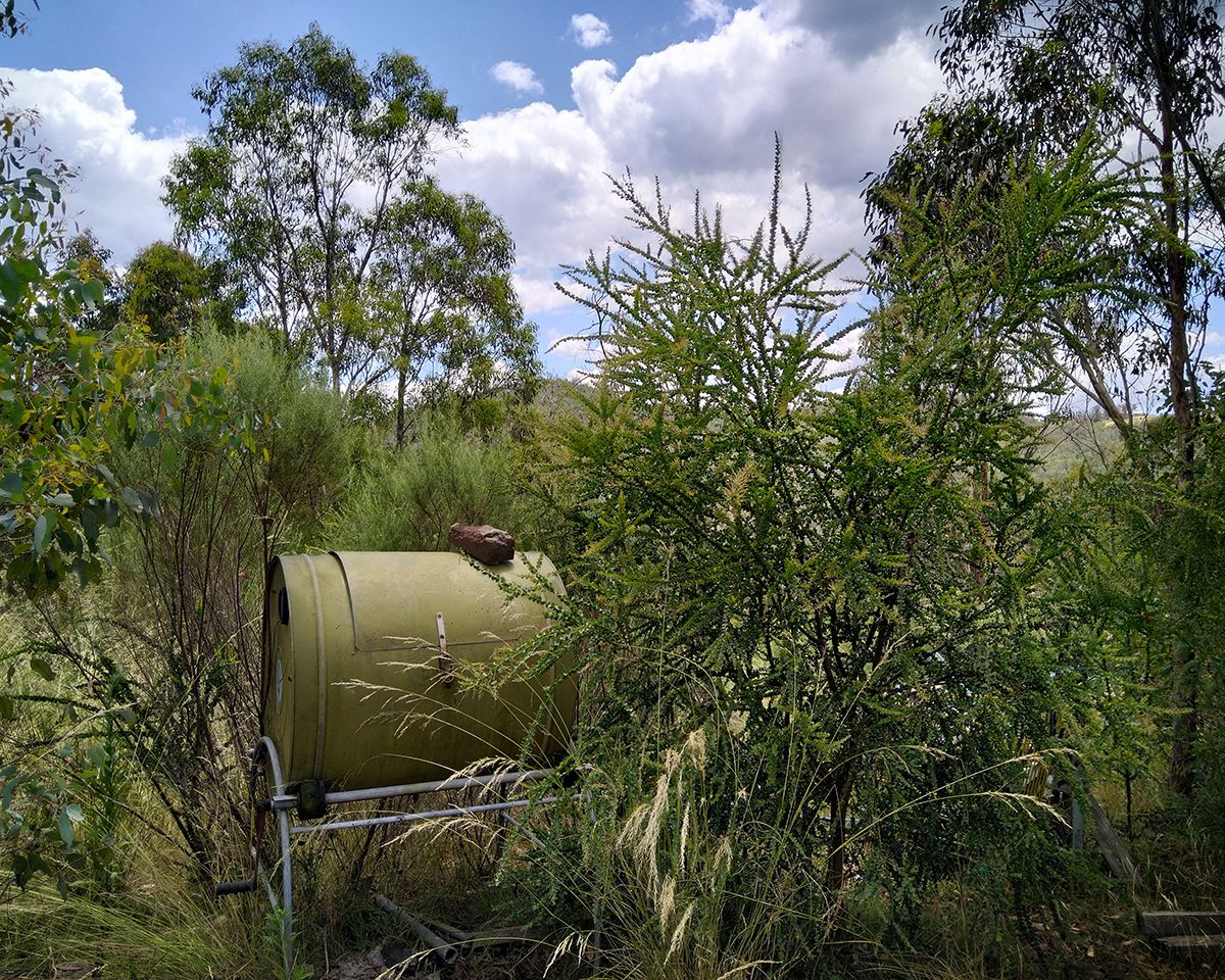 EAT WHAT YOU GROW Wattle seed + thyme damper