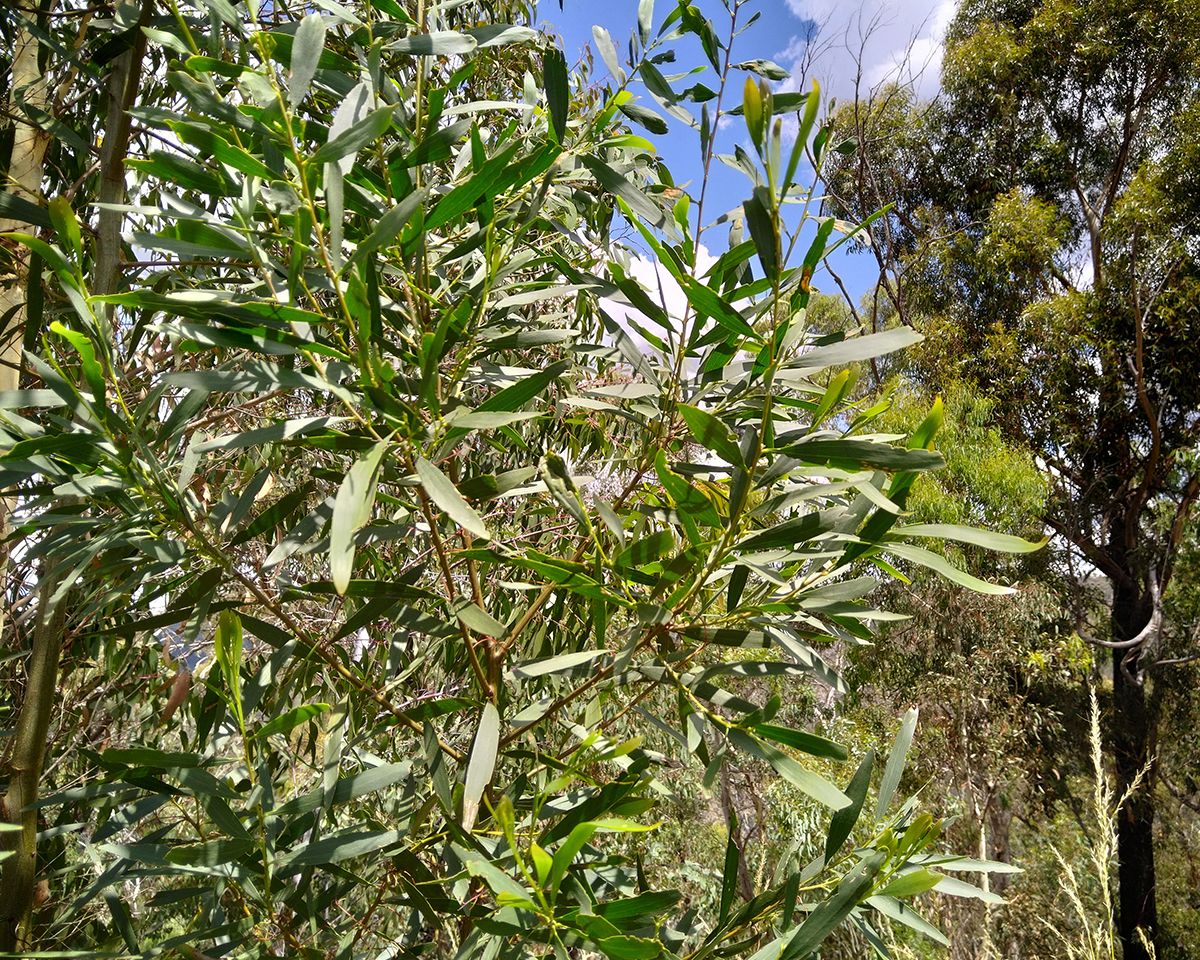 Acacia longifolia; this one sprung up after the bushfires. - Victoria Waghorn