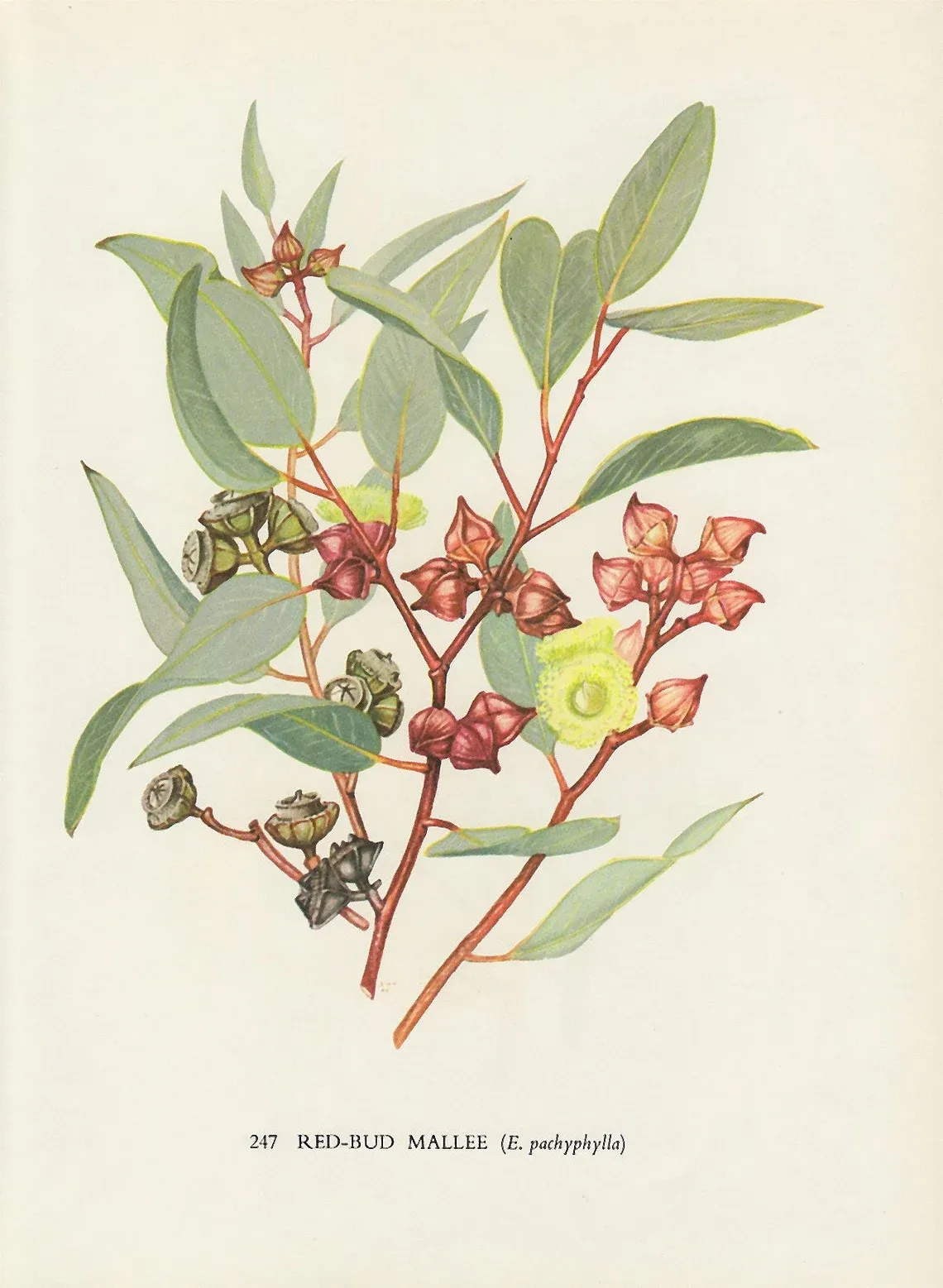 Red Mallee - 1960s Botanical Drawing