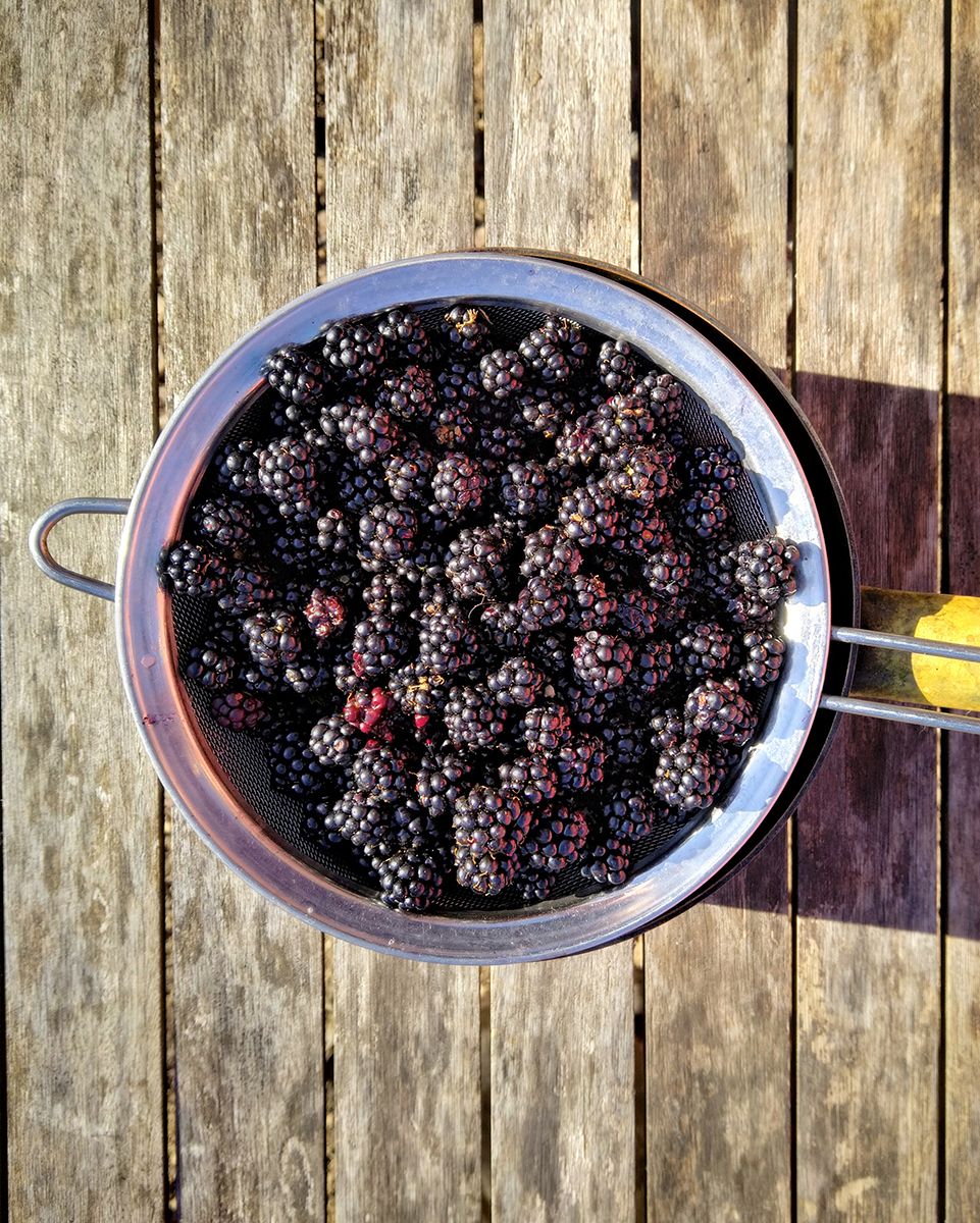 Rinse blackberries under water to separate stowaways - Victoria Waghorn