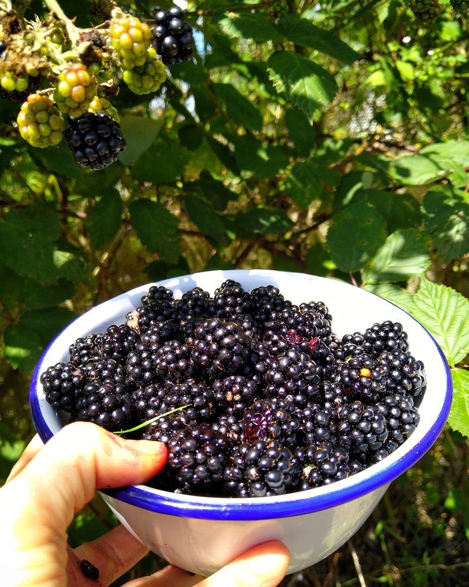 Freshly foraged blackberries and juice stained thumbs - Victoria Waghorn
