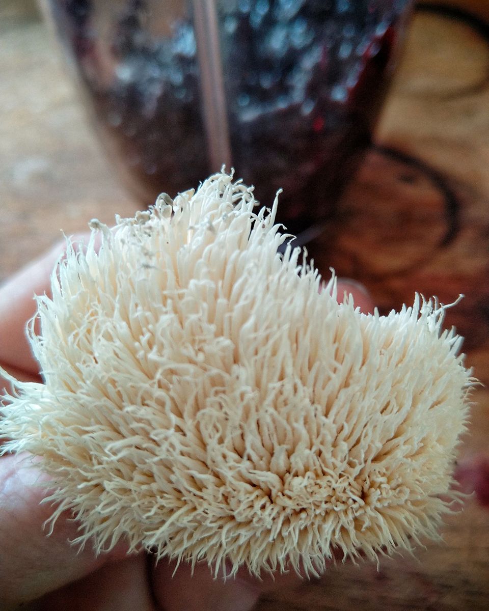 Home grown Lion's Mane Mushroom - Victoria Waghorn