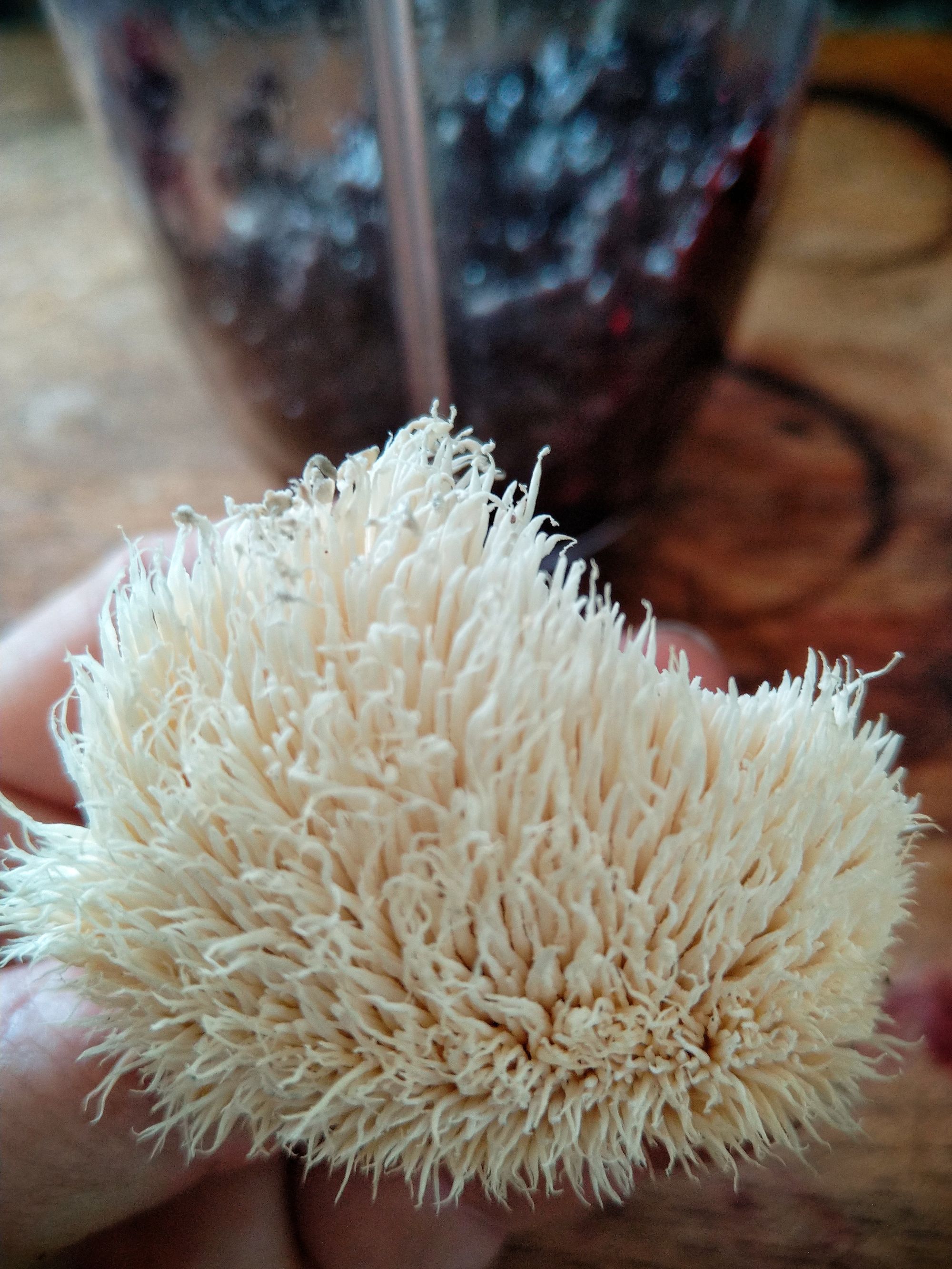 Eat what you grow lion s mane mushroom blackberry smoothie