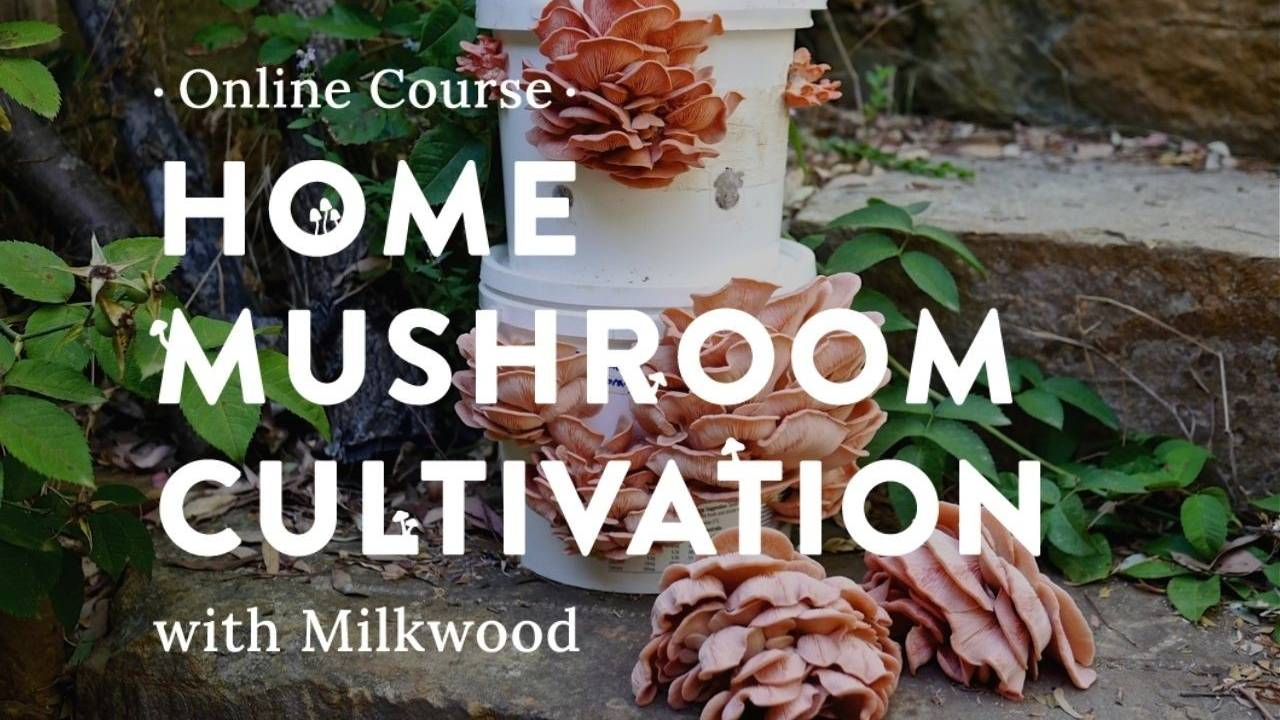 EAT WHAT YOU GROW - Lion's Mane mushroom + blackberry smoothie