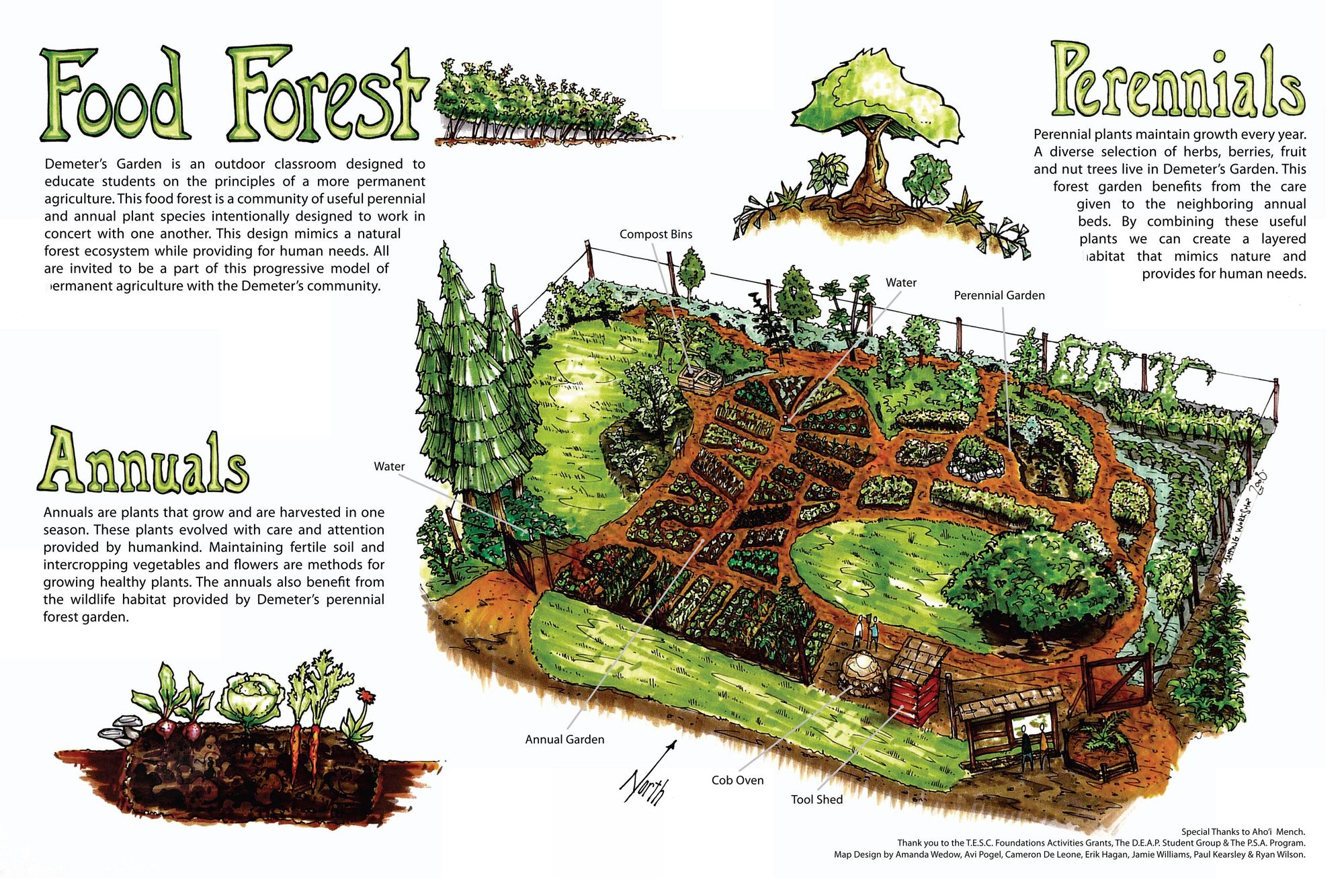 Food forest conceptual diagram - Full Circle Tree Crops  