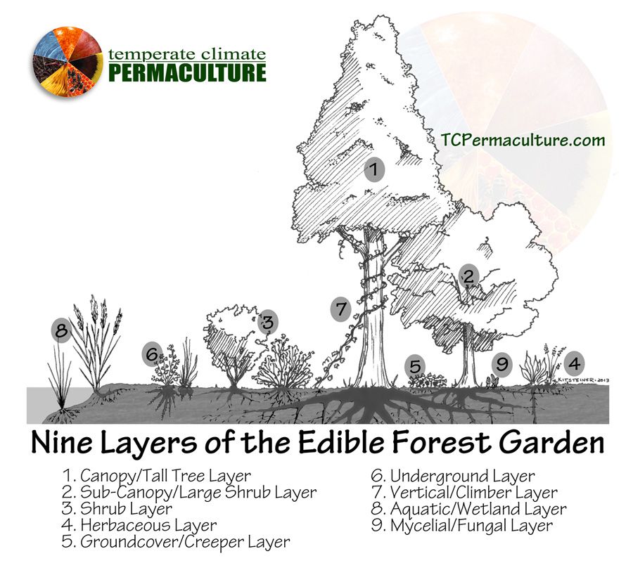 Food Forest Layers - TCPermaculture.com