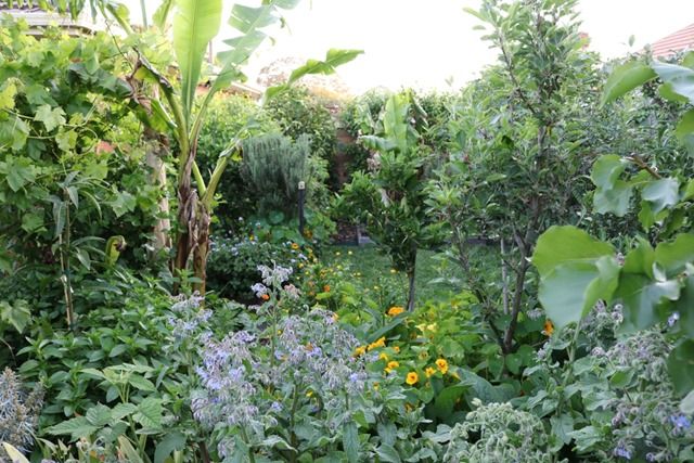 A suburban Aussie food forest. Check out the before & after journey! - Angelo Eliades