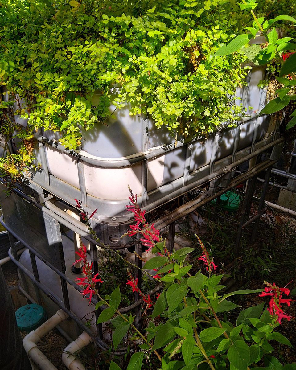 Watercress spilling out of aquaponics tank - Victoria Waghorn