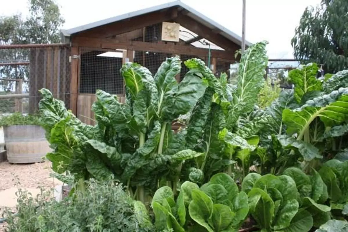 Winter composting: Staying hot downunder when it's cold outside