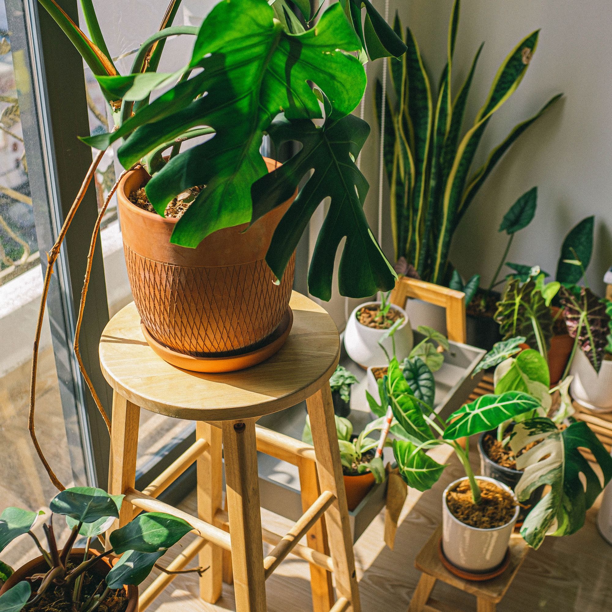 Apartment oasis - Indoor gardening for healthier happier homes