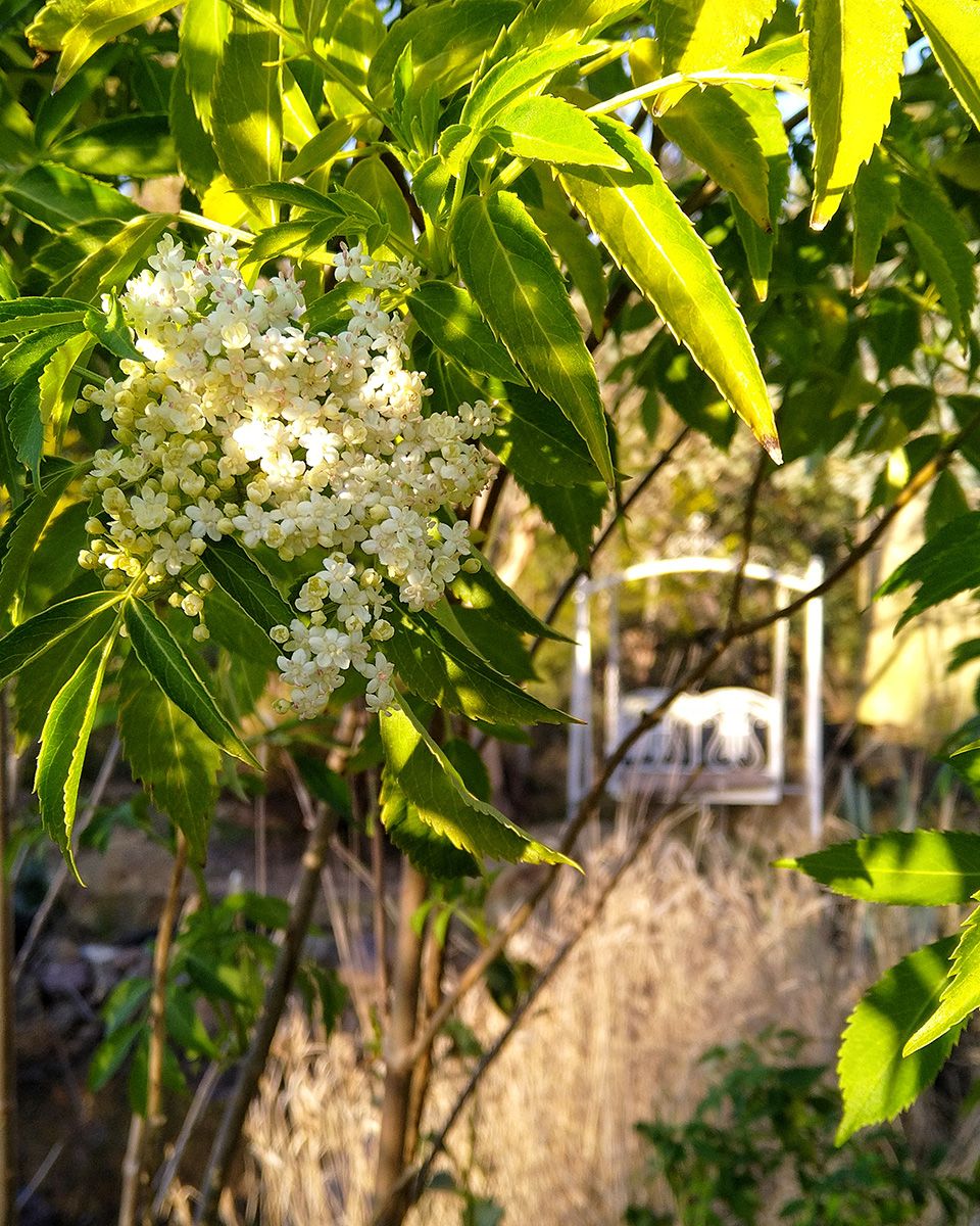 The elder tree thrives in a temperate climate and loves a semi-shade - Victoria Waghorn