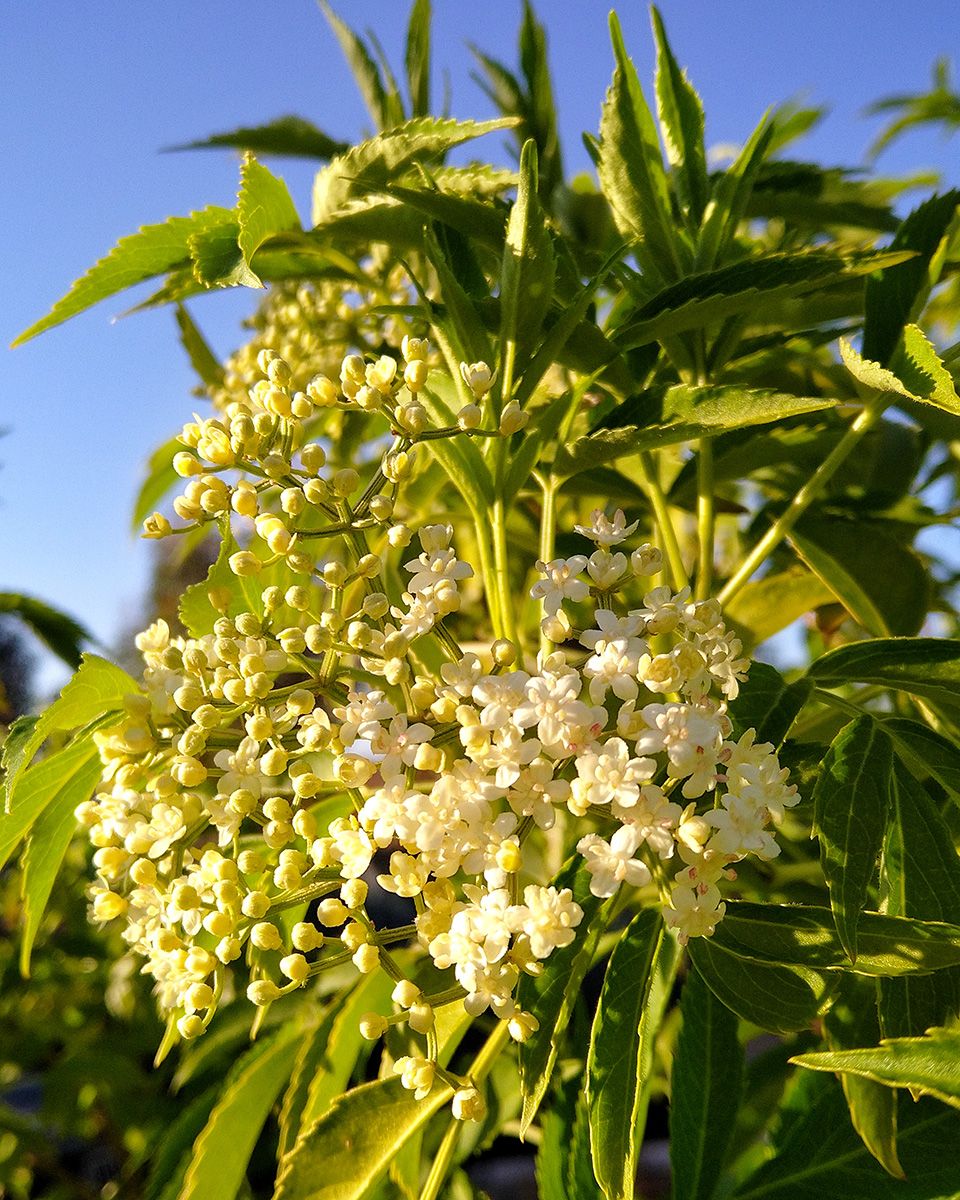 EAT WHAT YOU GROW - Elderflower cordial