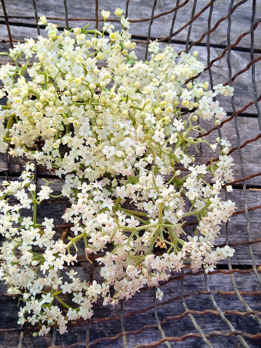 EAT WHAT YOU GROW - Elderflower cordial