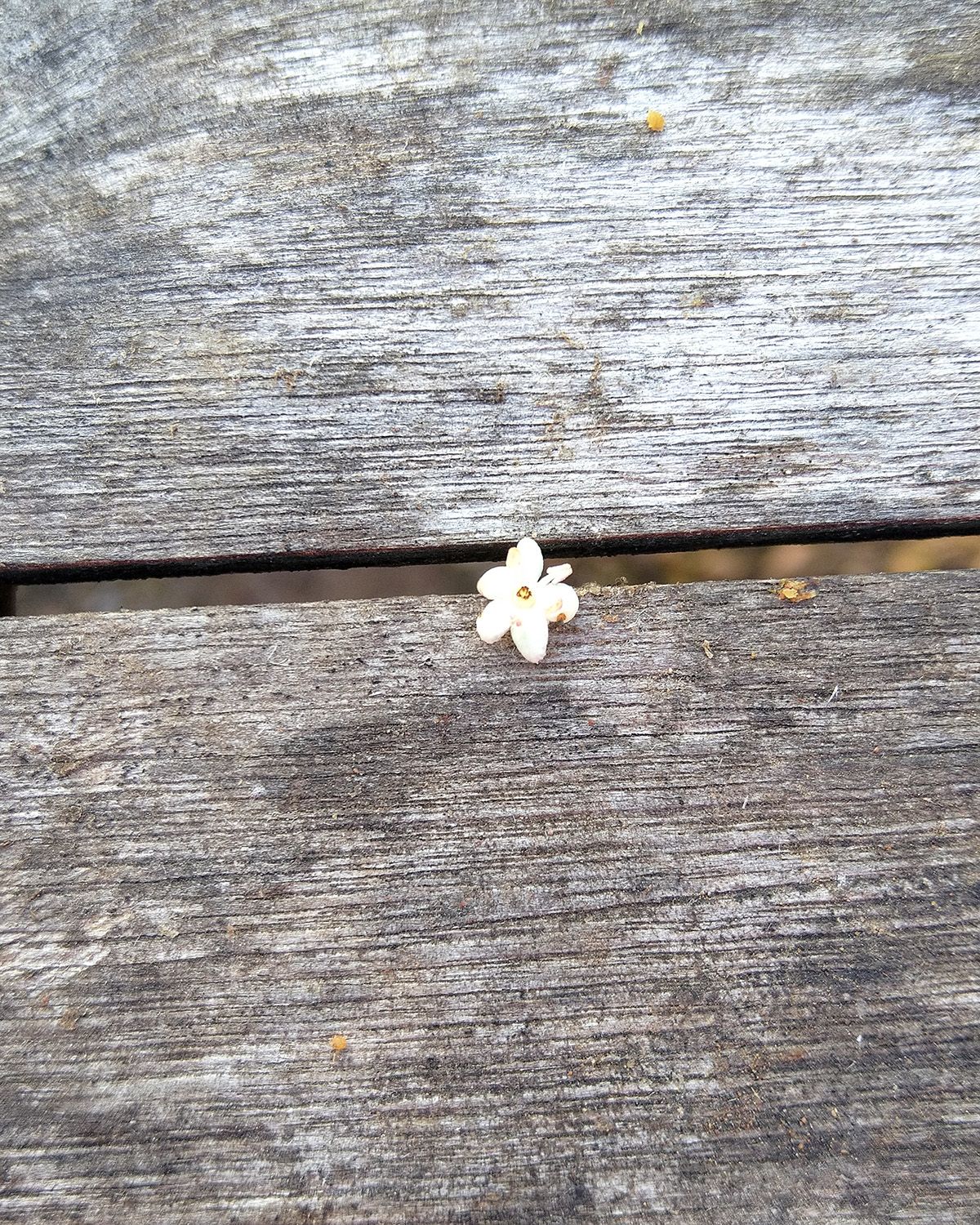 EAT WHAT YOU GROW - Elderflower cordial