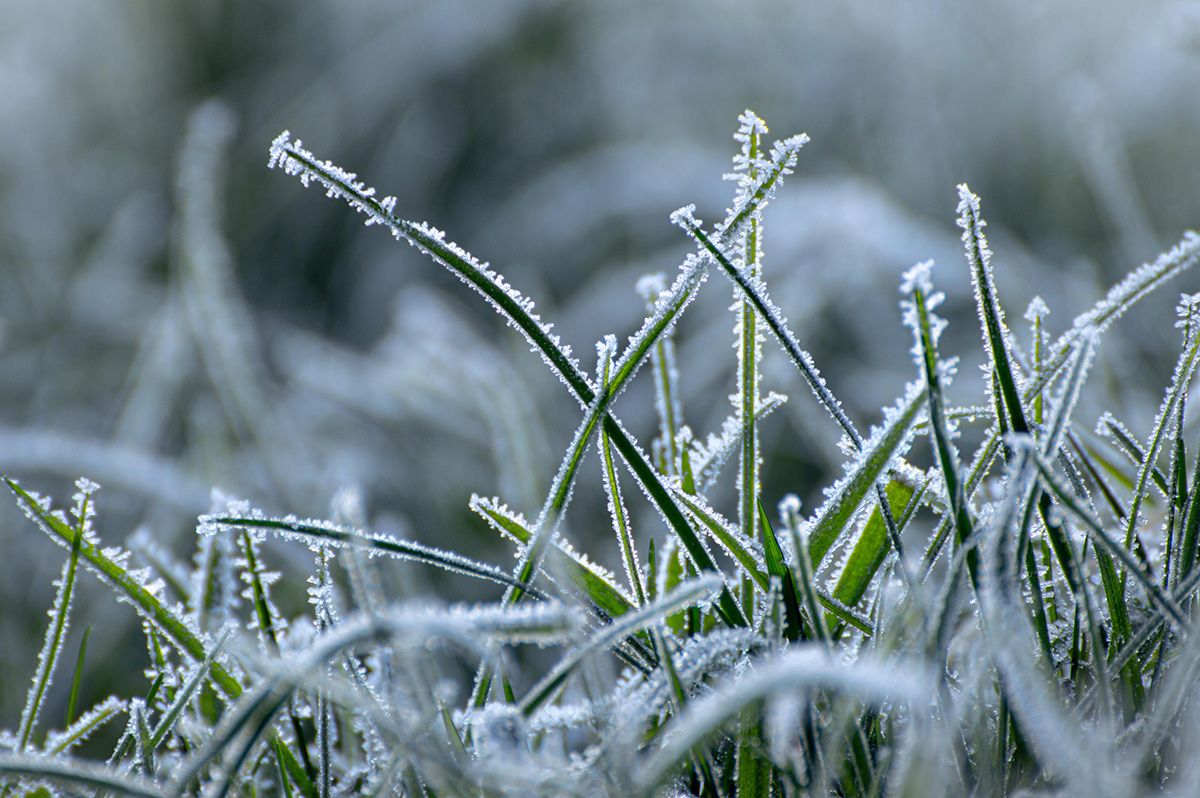 Winter Stalactites on Grass Blades - Anton Kudryashov