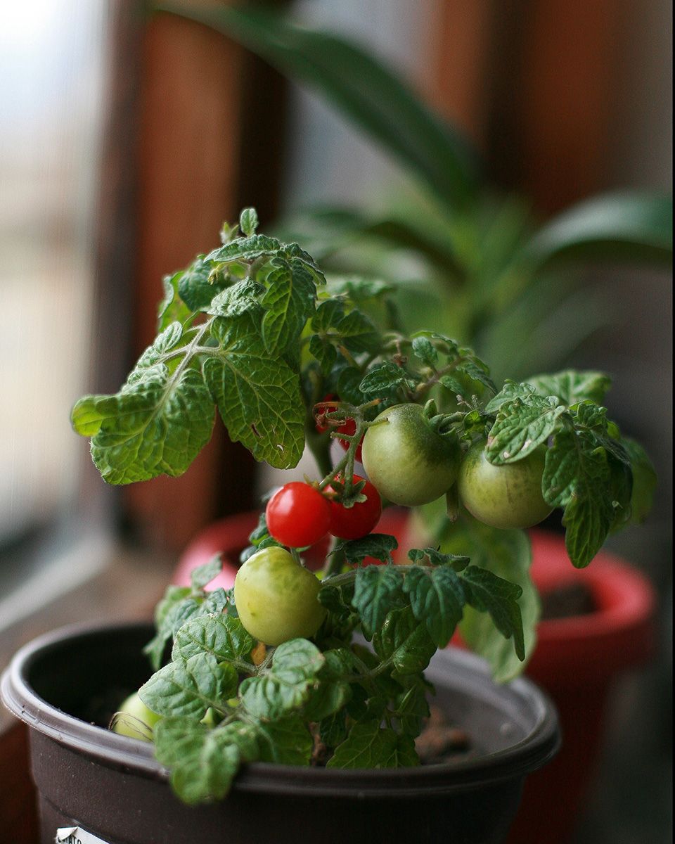 Apartment oasis - Indoor gardening for healthier happier homes