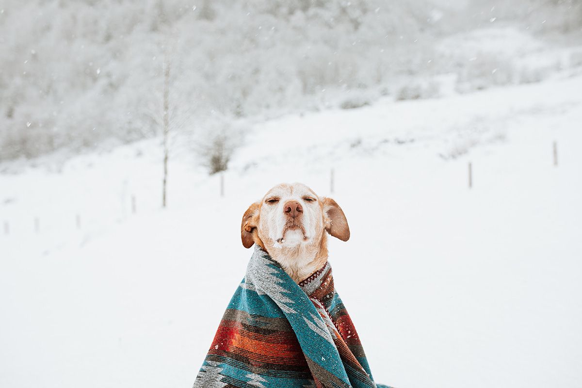 Winter composting: Staying hot downunder when it's cold outside