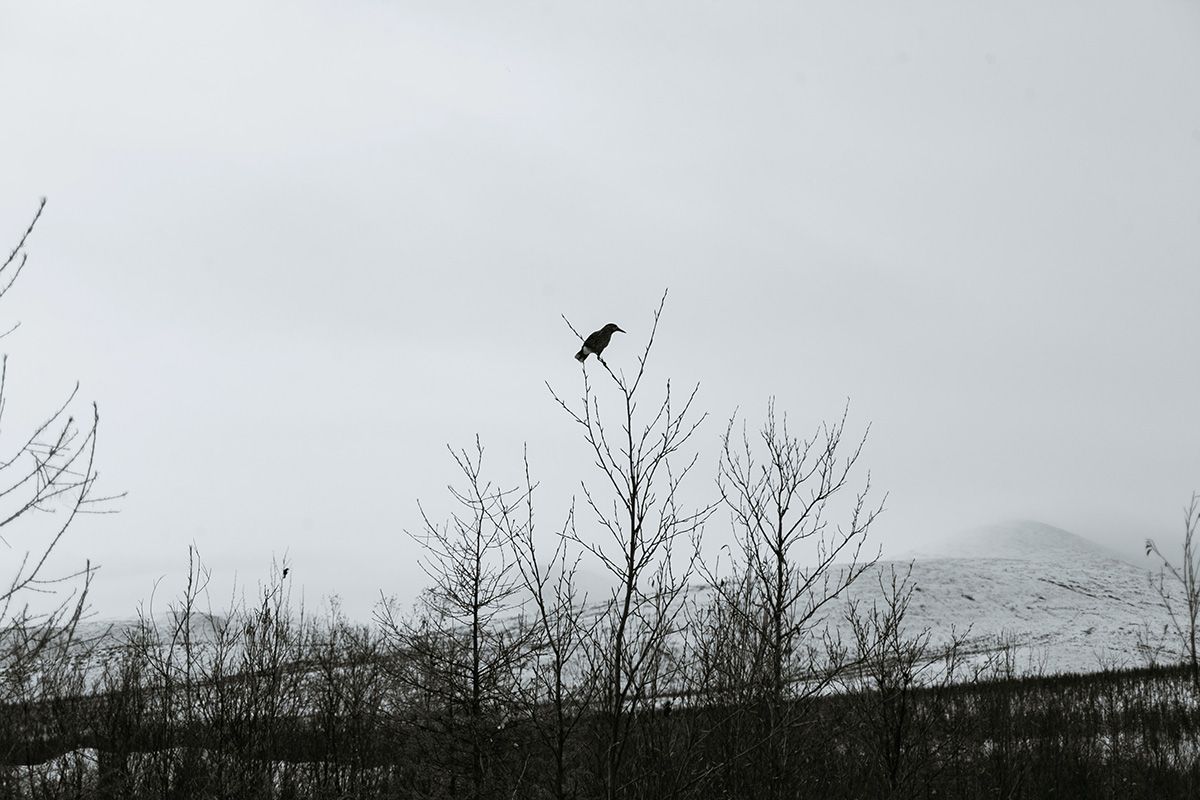  (Jon) Crow in Snow- Plato Terentev