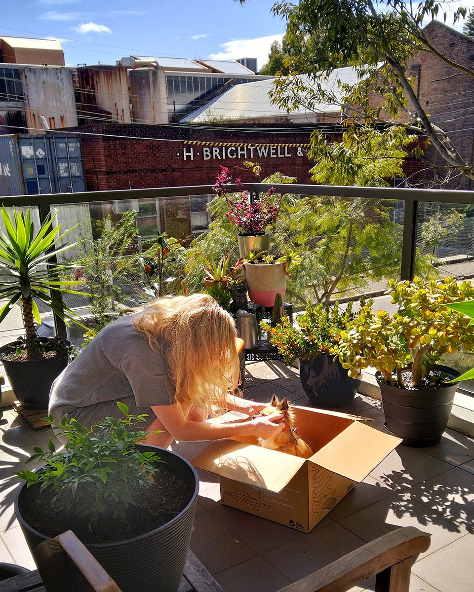 Apartment oasis - Indoor gardening for healthier happier homes