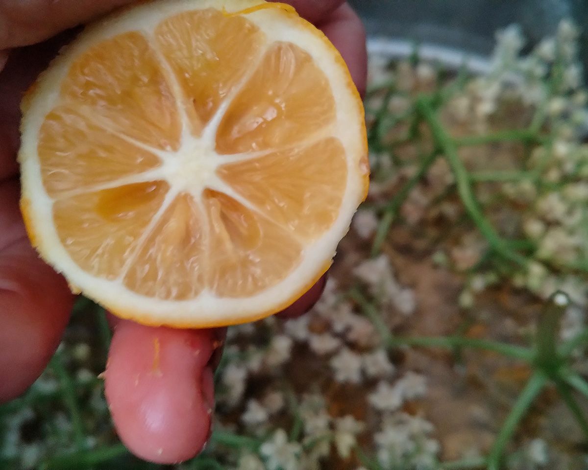 EAT WHAT YOU GROW - Elderflower cordial