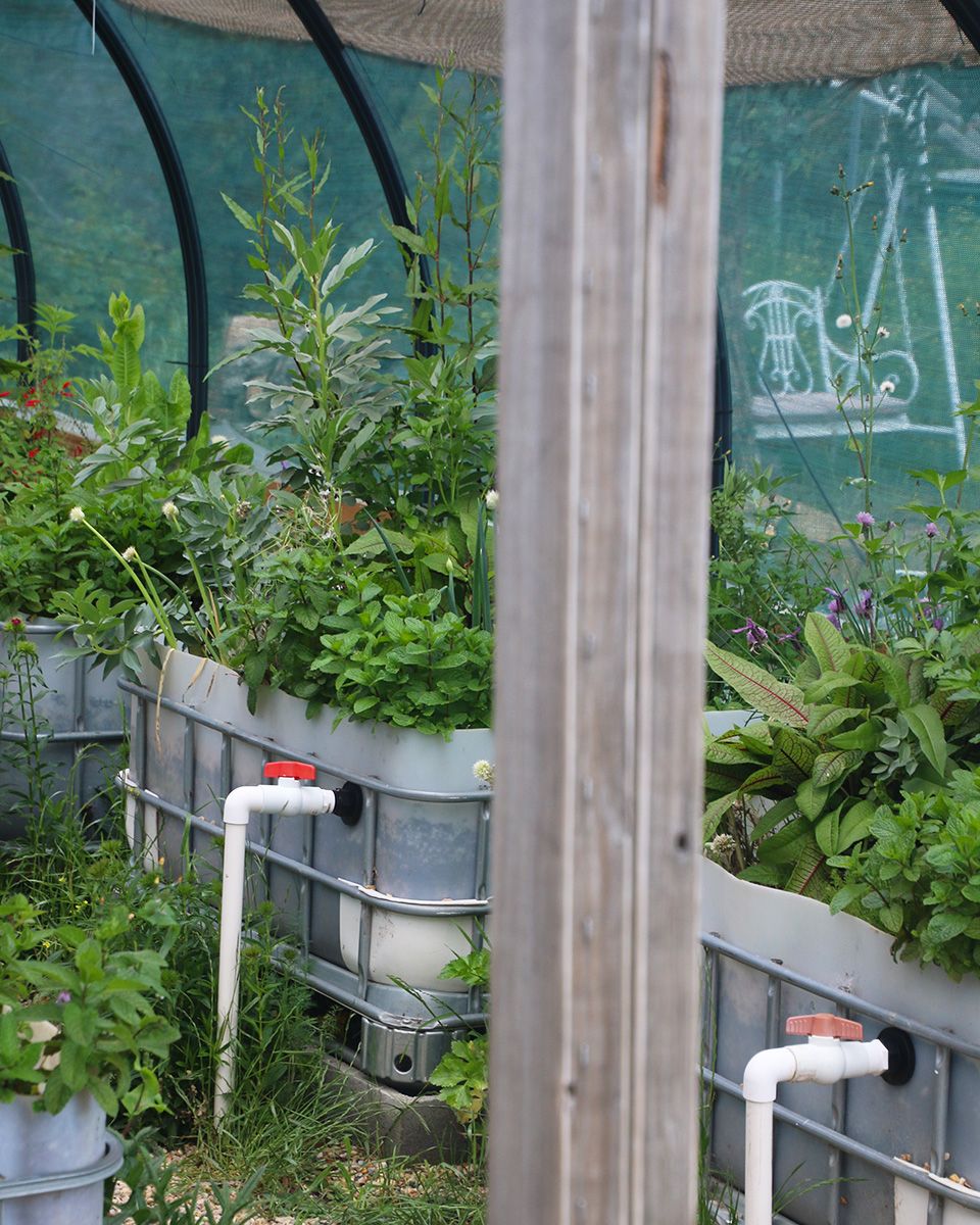 Productive aquaponics grow beds - Victoria Waghorn