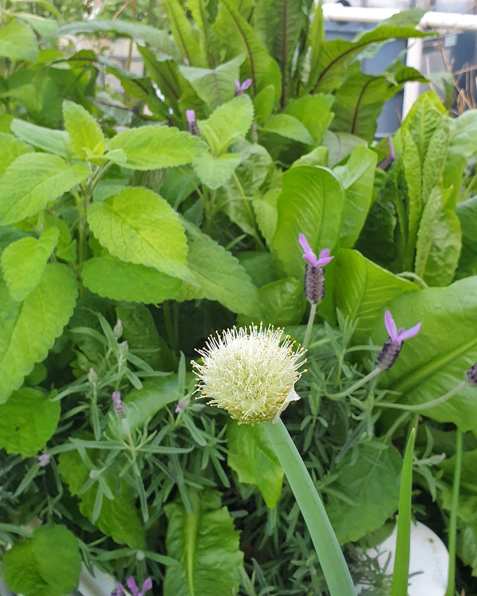 Conserve & thrive: Waterwise gardening for urban dwellers