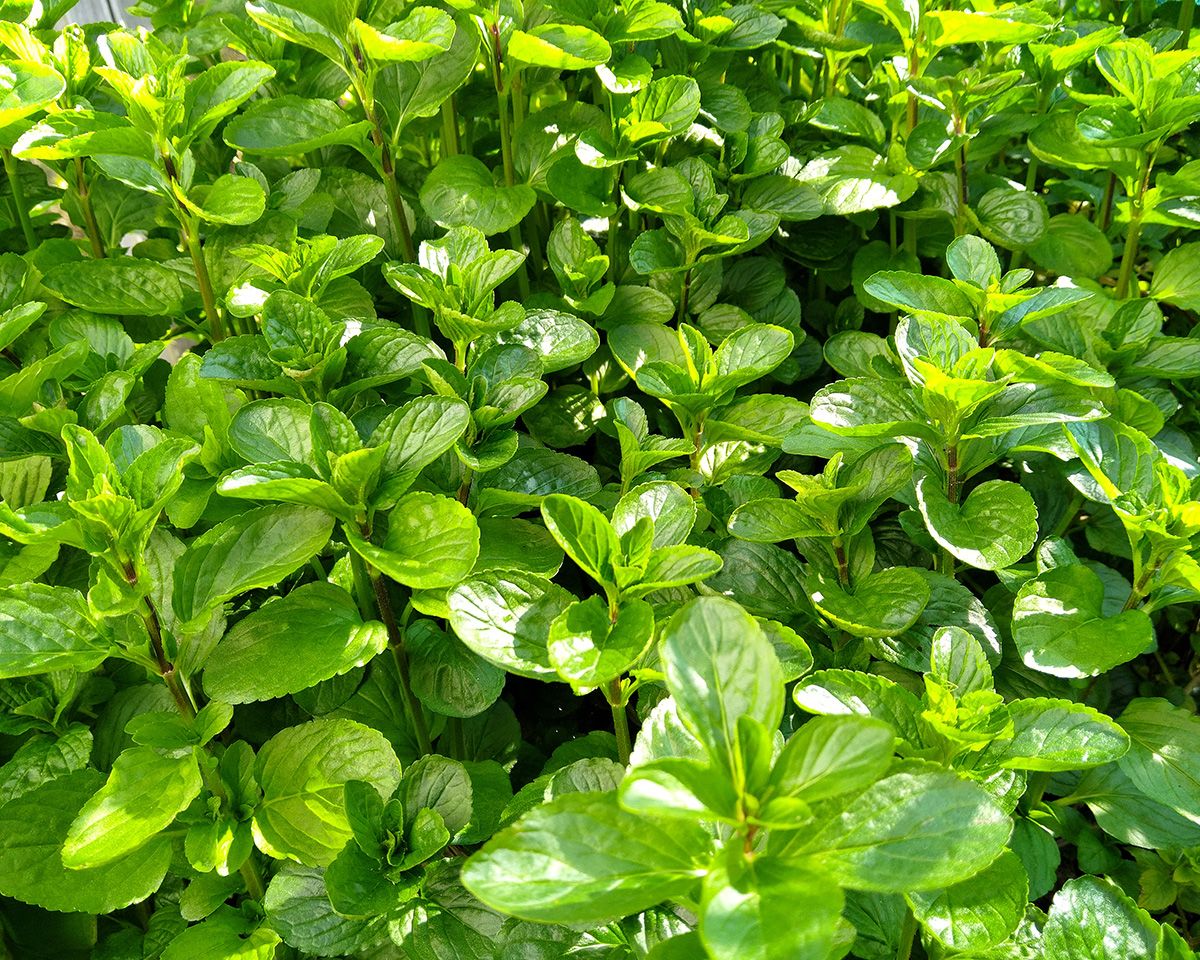 Common & Eu d'Cologne mint grow together in an aquaponics bed - Victoria Waghorn