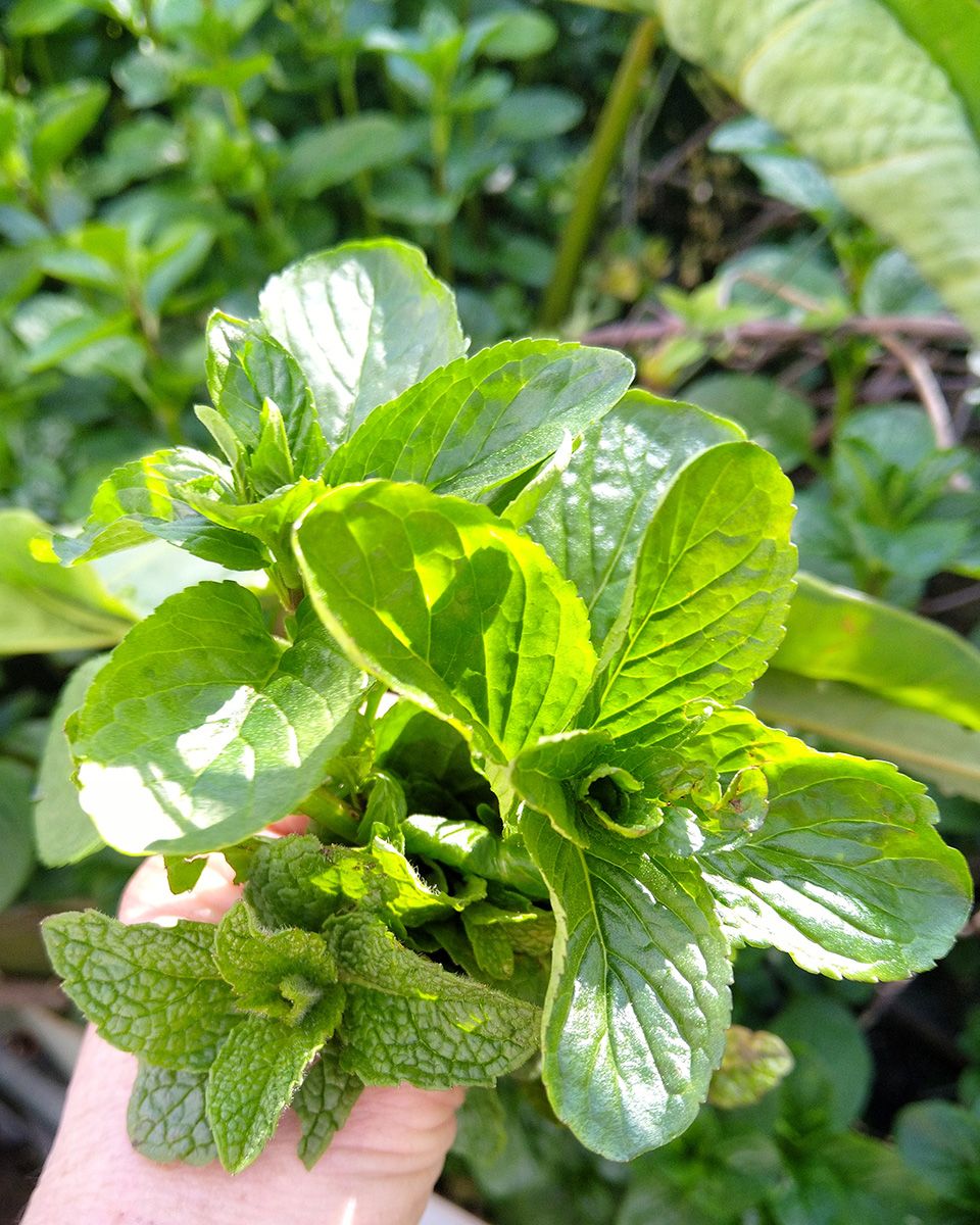 EAT WHAT YOU GROW - Minted quinoa salad with lemon dressing