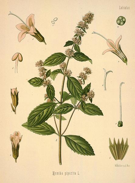 Botanical study of Peppermint - Mrs M Grieve