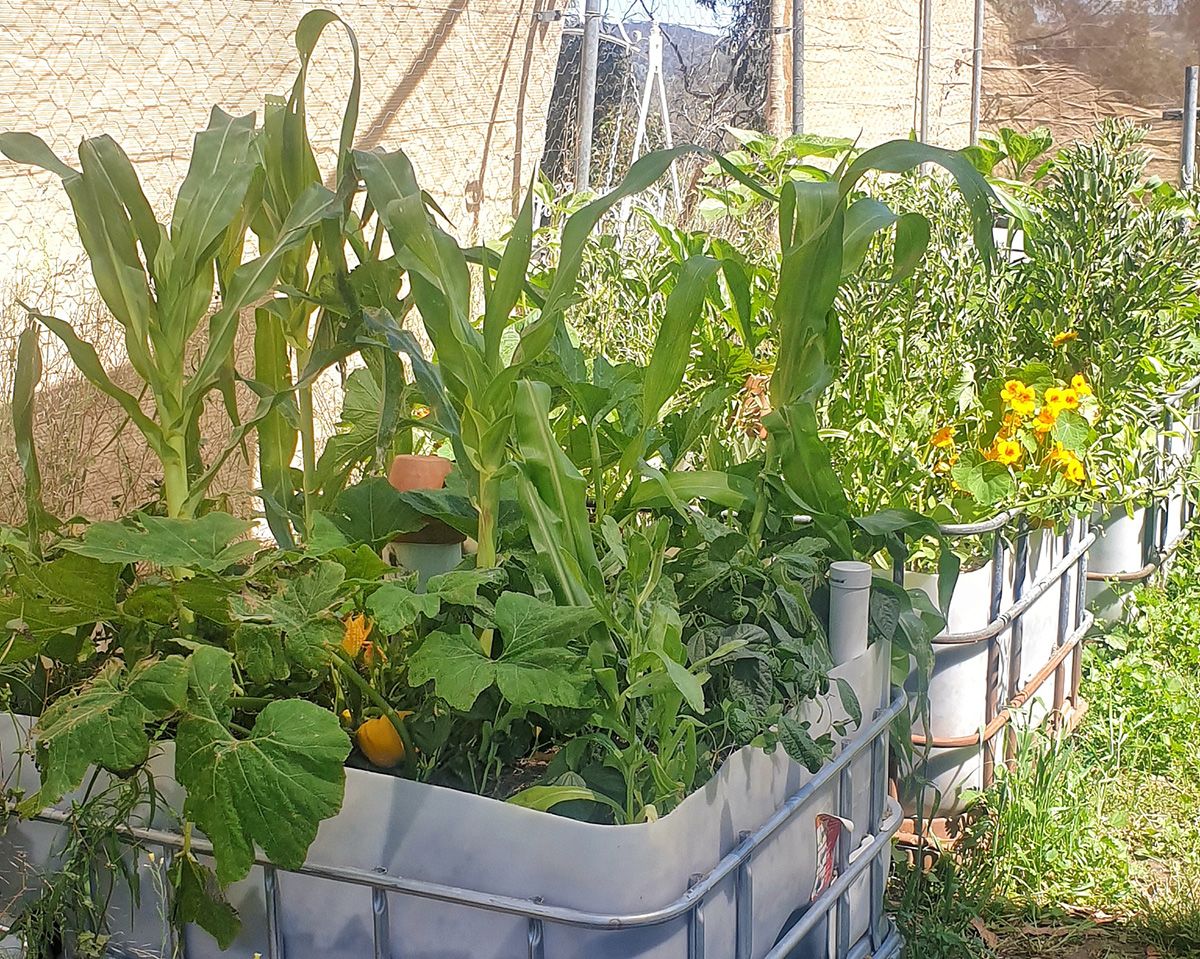 WICKING BEDS – Permaculture Food Forest