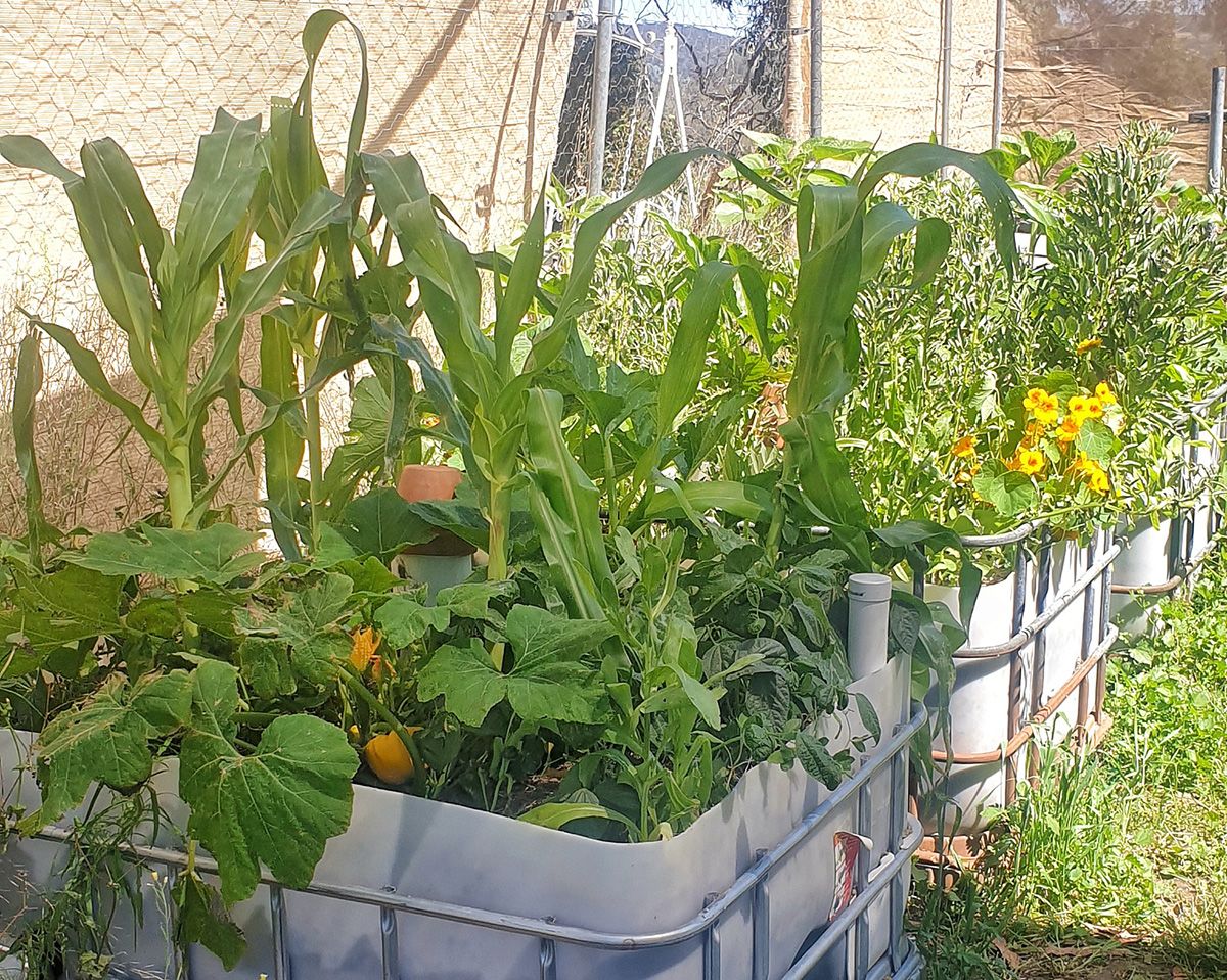 Slow release wicking beds aid plant growth in harsh Aussie conditions - Victoria Waghorn