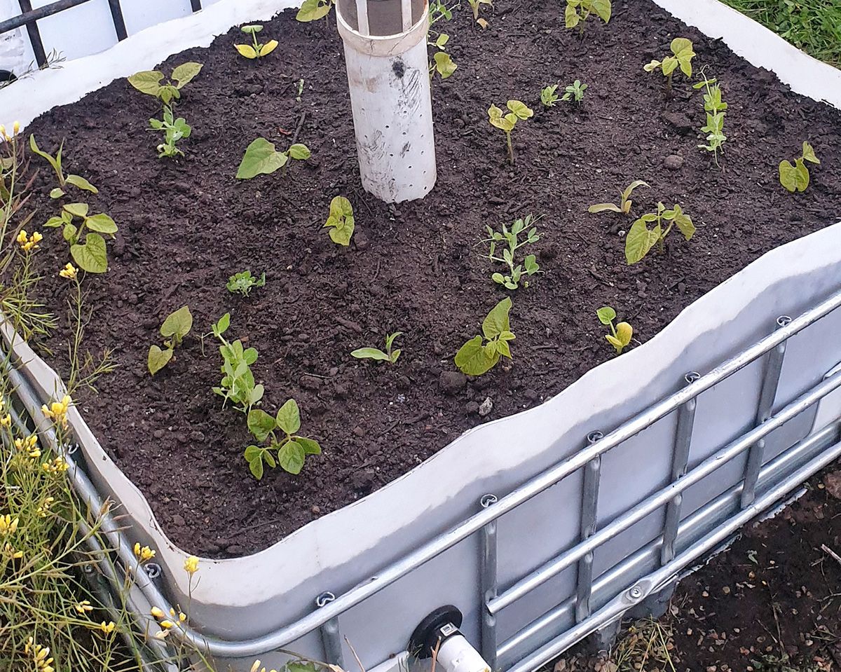 Freshly constructed wicking bed planted out. - Victoria Waghorn