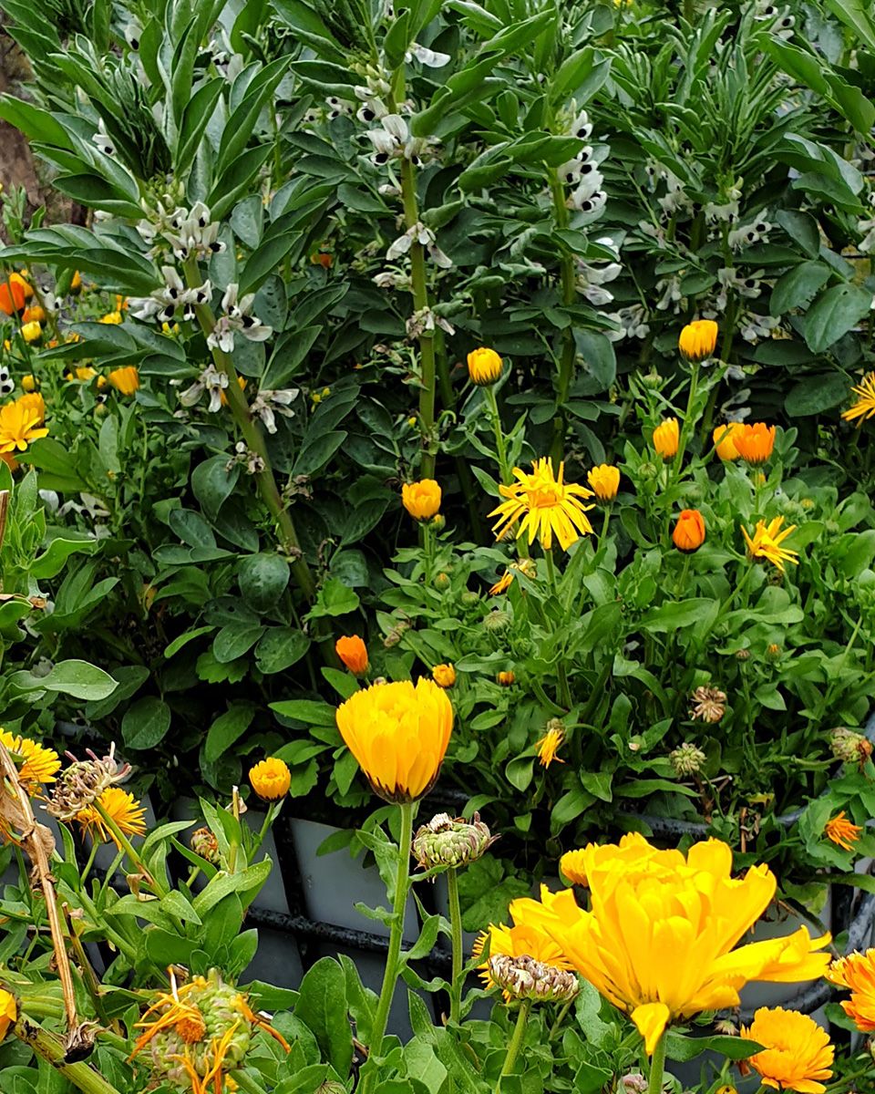 Calendula & broads beans in the wicking bed - Victoria Waghorn