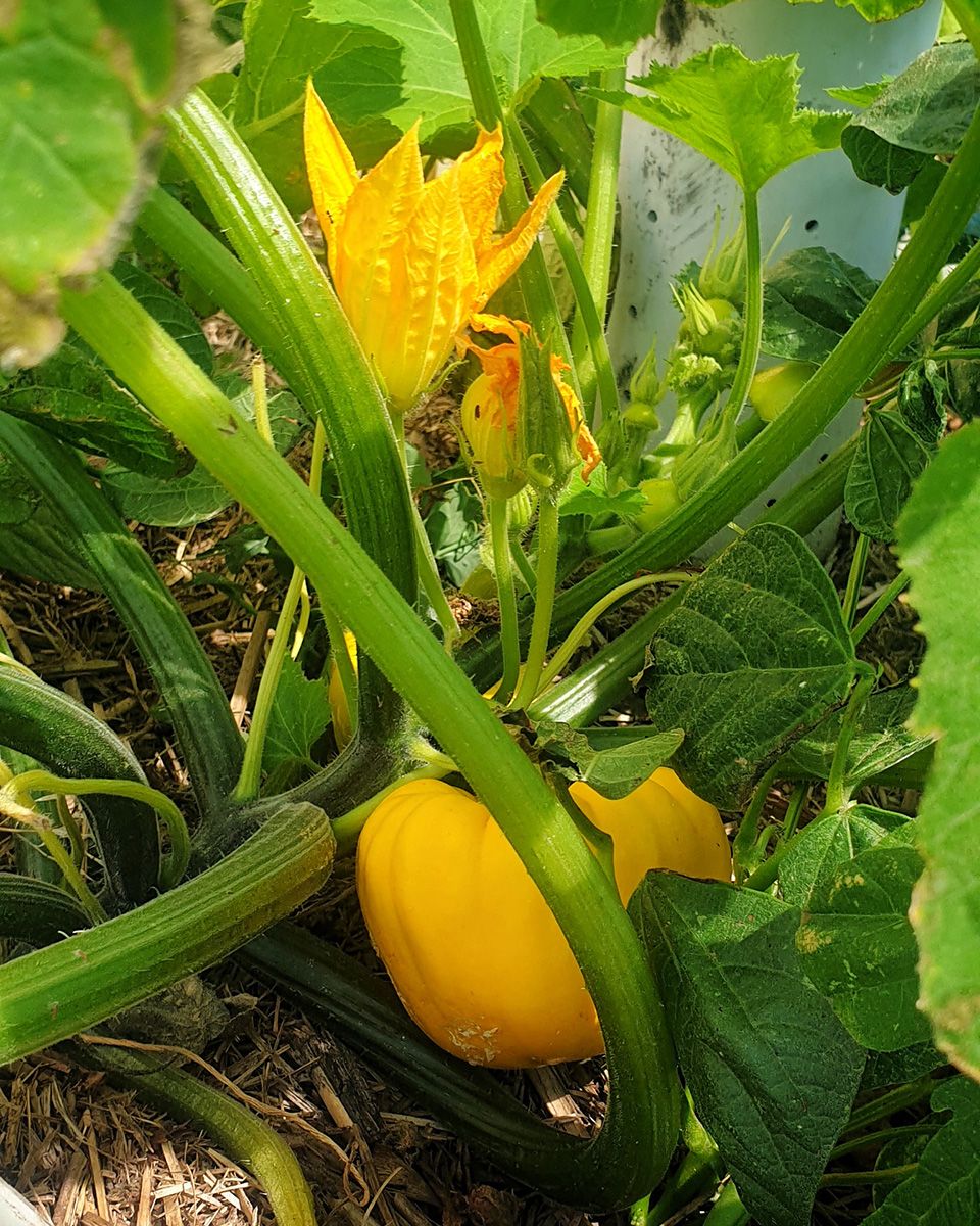 Three Sisters in the wicking bed (squash, beans & corn) - Victoria Waghorn
