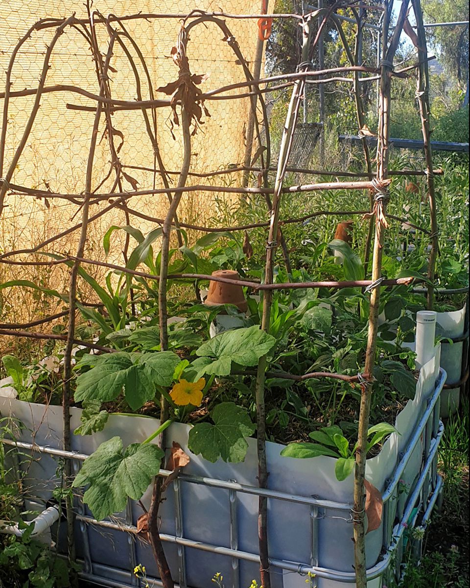 Three sisters wick up the foraged sapling frame. - Victoria Waghorn