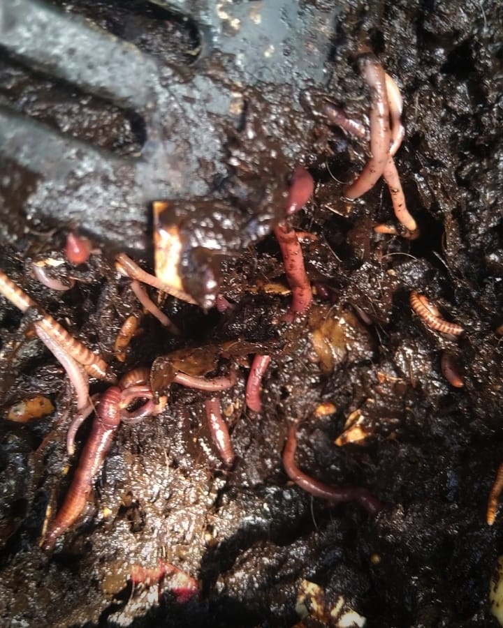 This worm farm is very moist, almost too moist, but still thriving! - Img: Victoria Waghorn